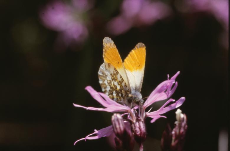 Free stock image of Butterfly created by MUNCH PIERRE