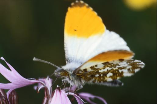 Free Stock Photo of Butterfly