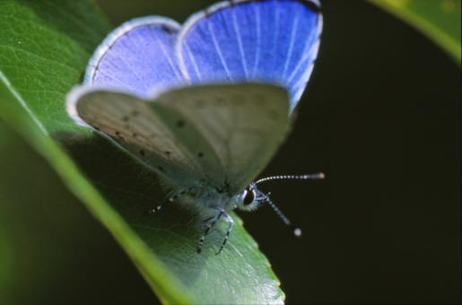 Free Stock Photo of Butterfly