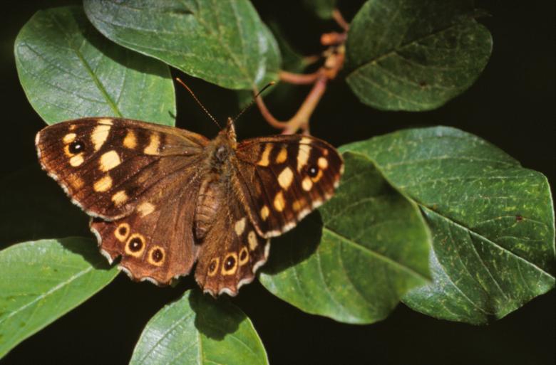 Free stock image of Butterfly created by MUNCH PIERRE