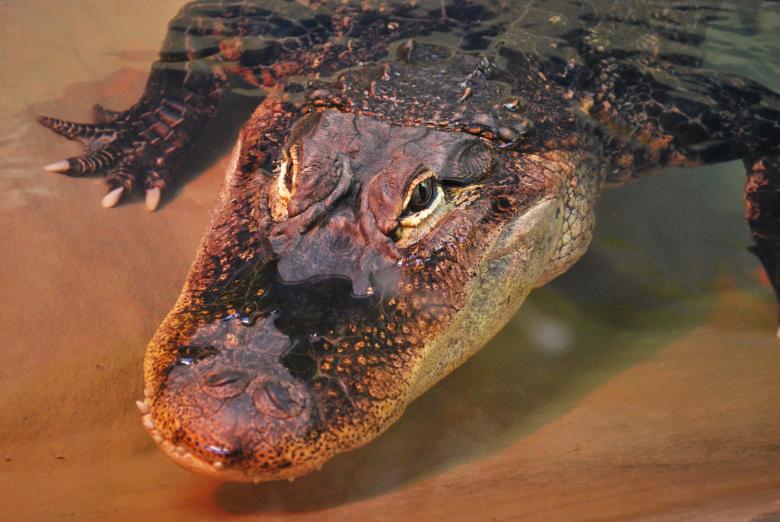 Free stock image of American Alligator created by Sarah Hartman
