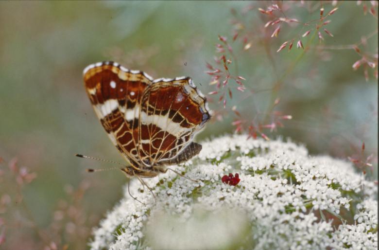 Free stock image of Red Butterfly created by MUNCH PIERRE