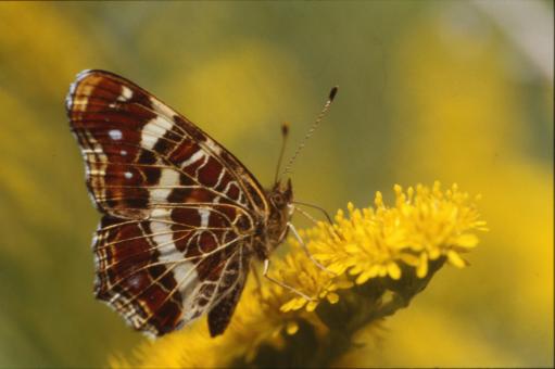 Free Stock Photo of Butterfly