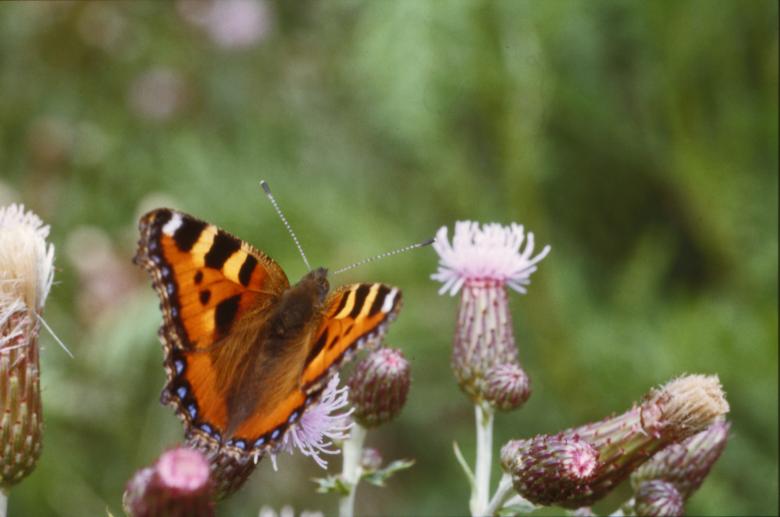 Free stock image of Orange Butterfly created by MUNCH PIERRE