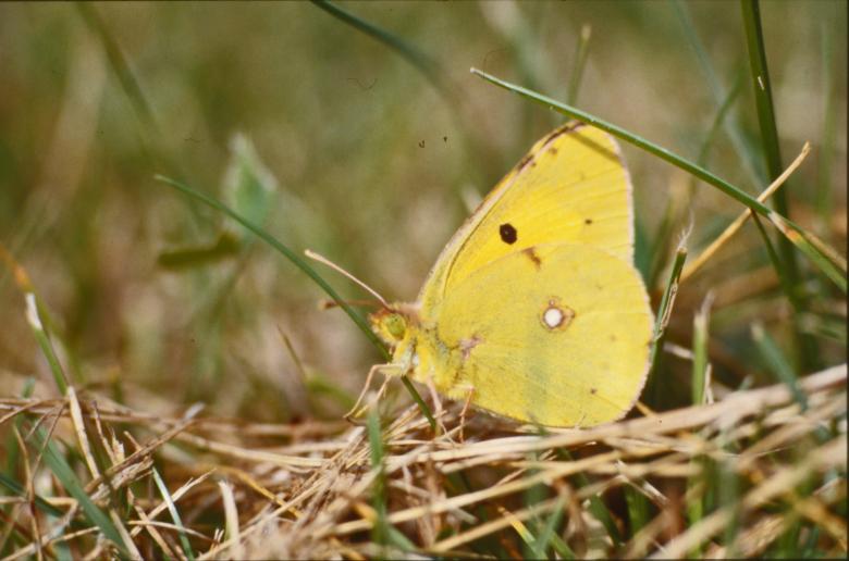 Free stock image of Yellow butterfly created by MUNCH PIERRE
