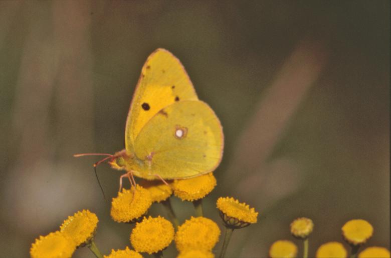Free stock image of Yellow butterfly created by MUNCH PIERRE
