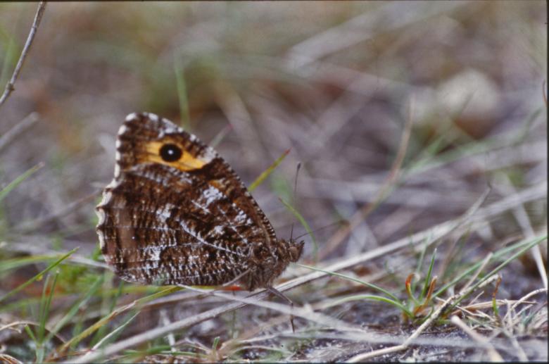 Free stock image of Brown butterfly created by MUNCH PIERRE