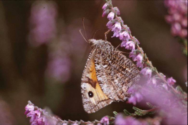 Free stock image of Butterfly created by MUNCH PIERRE