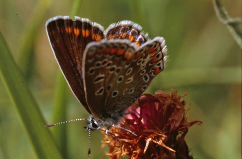 Free stock image of Butterfly created by MUNCH PIERRE