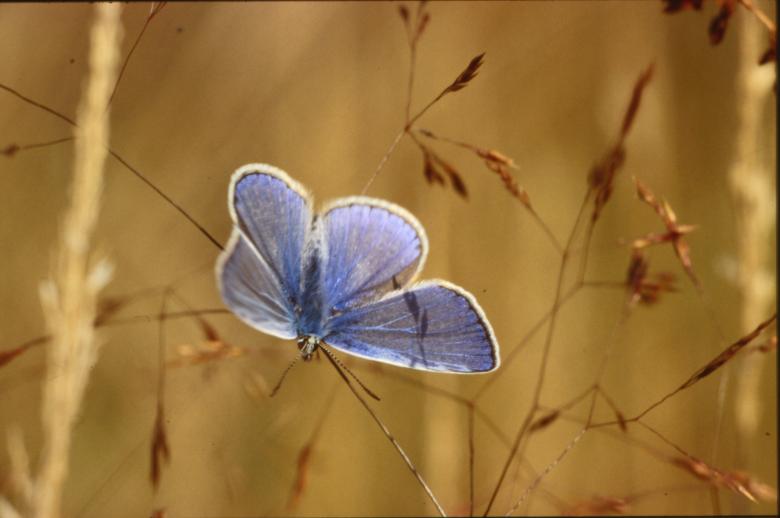 Free stock image of Blue butterfly created by MUNCH PIERRE