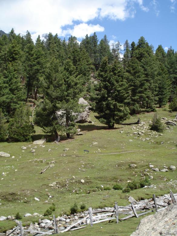 Free stock image of Fairy meadows, nanga parbat created by Ali Haider