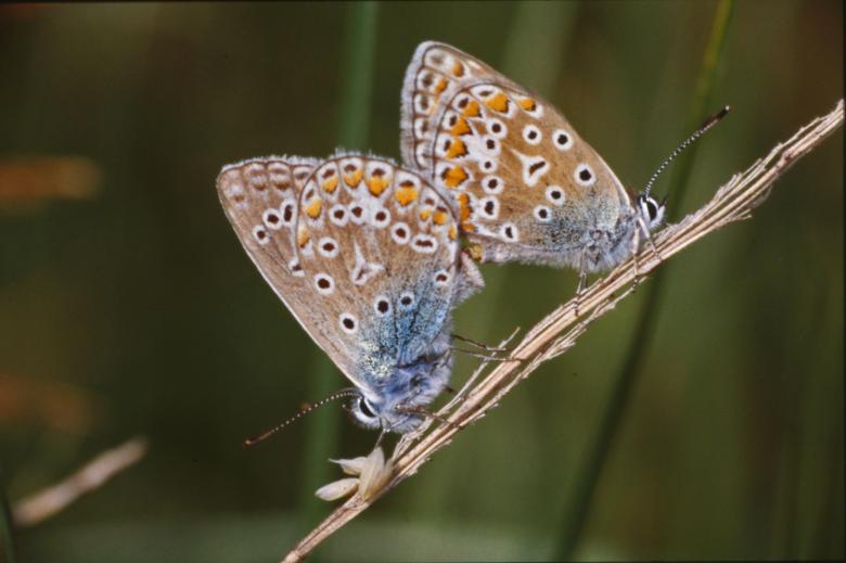 Free stock image of Butterflies created by MUNCH PIERRE