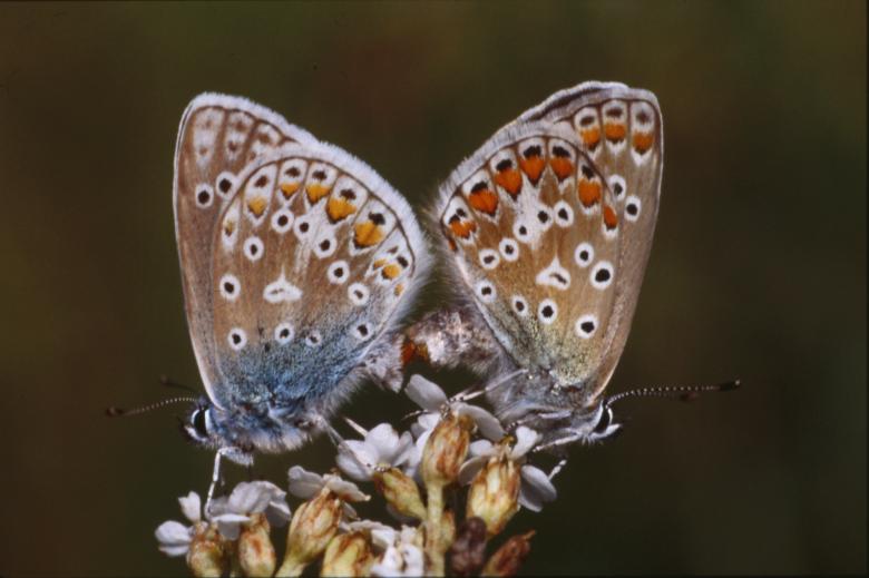 Free stock image of Butterflies created by MUNCH PIERRE