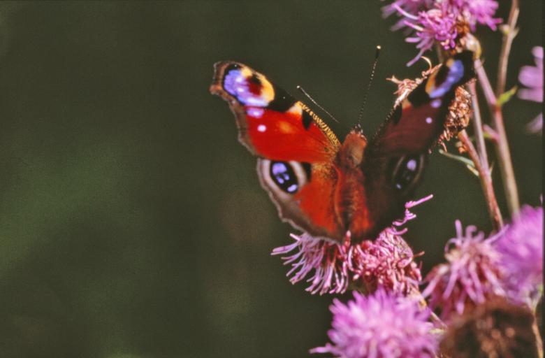Free stock image of Red butterfly created by MUNCH PIERRE