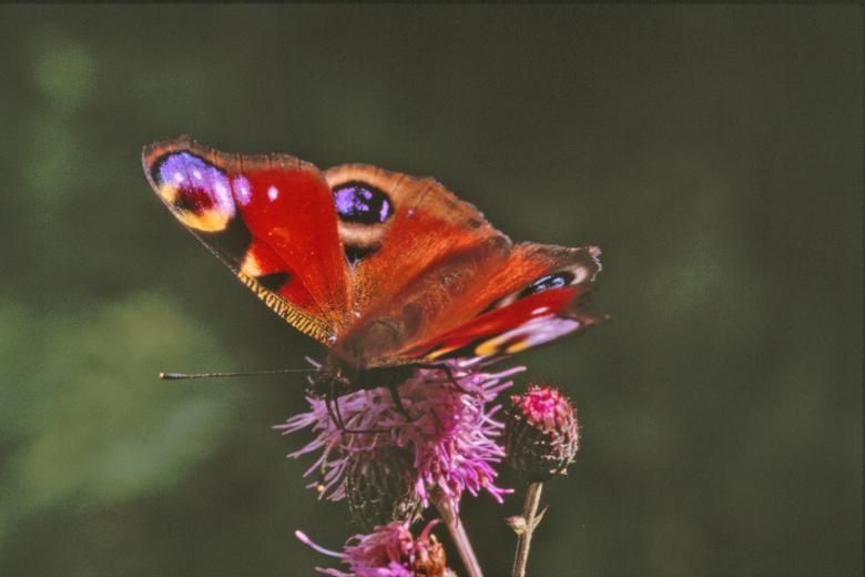 Free stock image of Red butterfly created by MUNCH PIERRE