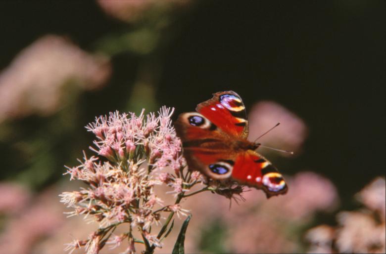 Free stock image of Red butterfly created by MUNCH PIERRE