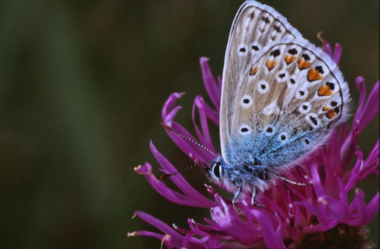 Free stock image of Blue butterfly created by MUNCH PIERRE