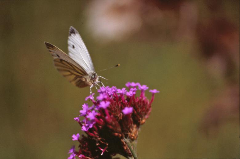 Free stock image of Butterfly created by MUNCH PIERRE