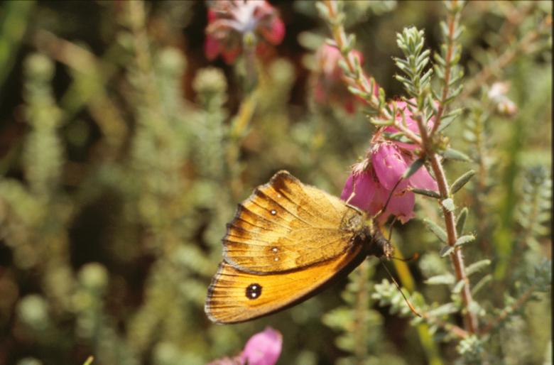 Free stock image of Yellow butterfly created by MUNCH PIERRE