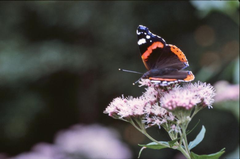 Free stock image of Black butterfly created by MUNCH PIERRE