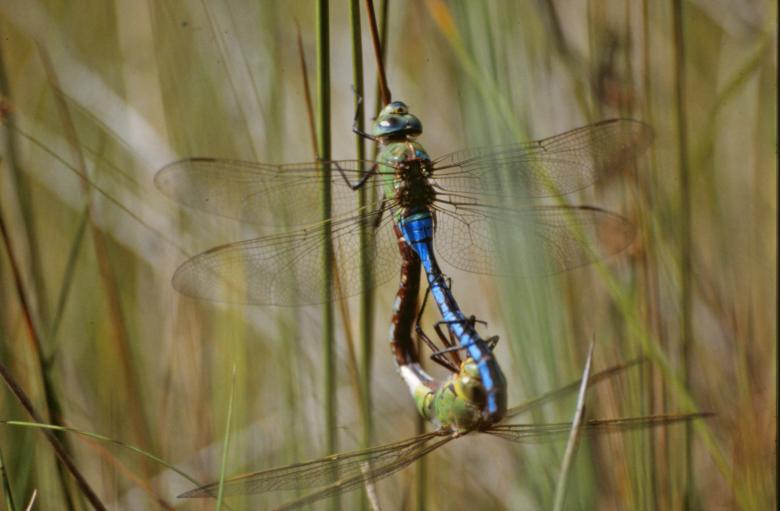 Free stock image of Mating dragonflies created by MUNCH PIERRE