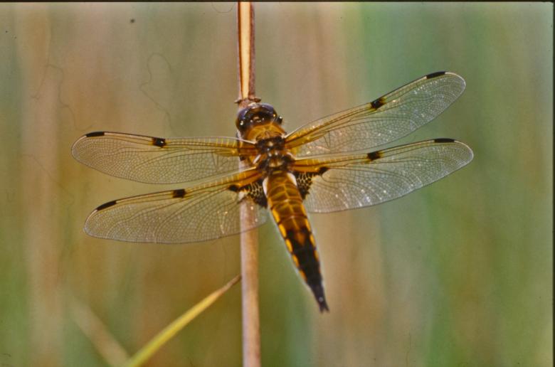 Free stock image of Orange dragonfly created by MUNCH PIERRE