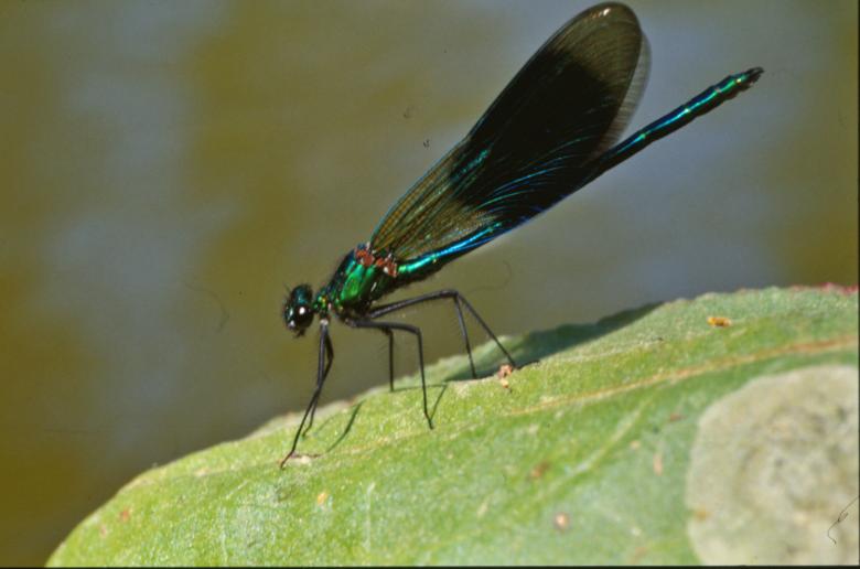 Free stock image of Green dragonfly created by MUNCH PIERRE