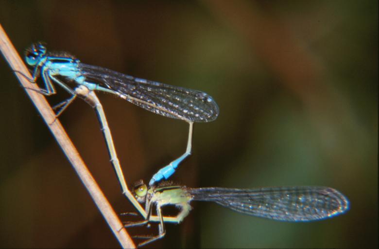 Free stock image of Mating dragonflies created by MUNCH PIERRE