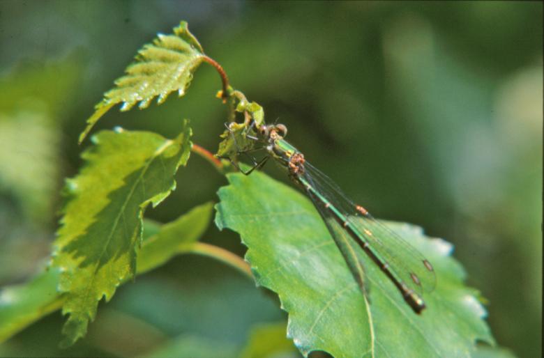 Free stock image of Green dragonfly created by MUNCH PIERRE