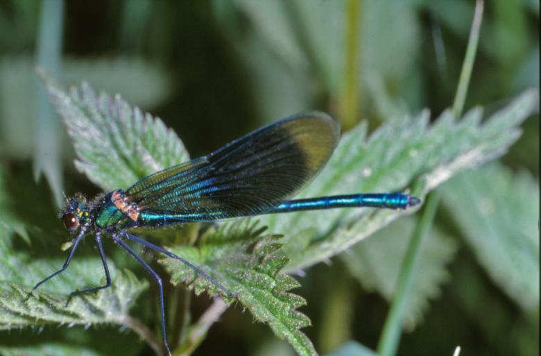 Free stock image of Blue dragonfly created by MUNCH PIERRE