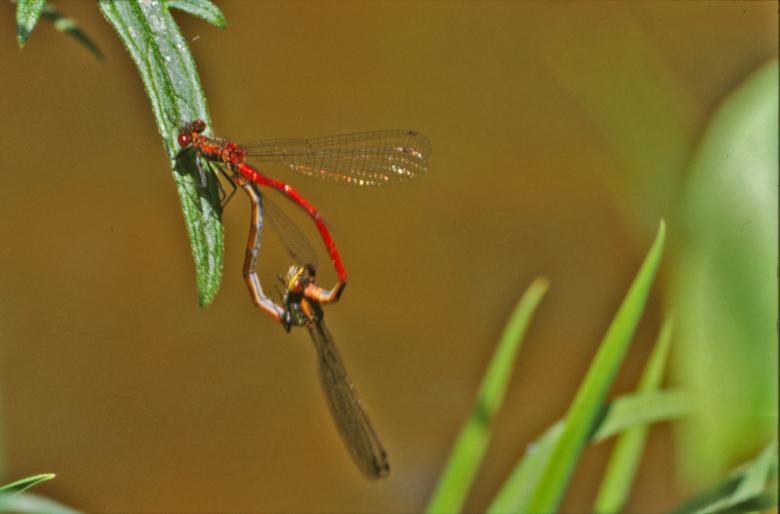 Free stock image of Red dragonfly created by MUNCH PIERRE