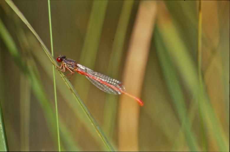 Free stock image of Red dragonfly created by MUNCH PIERRE