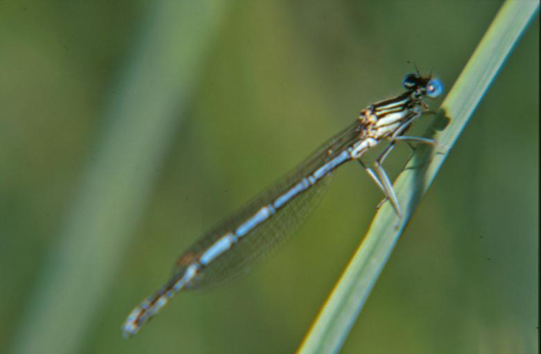 Free stock image of Blue dragonfly created by MUNCH PIERRE