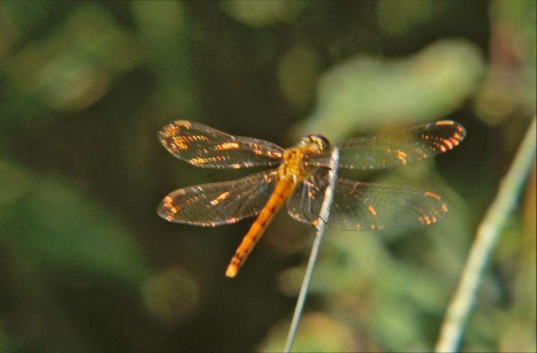 Free stock image of Orange dragonfly created by MUNCH PIERRE