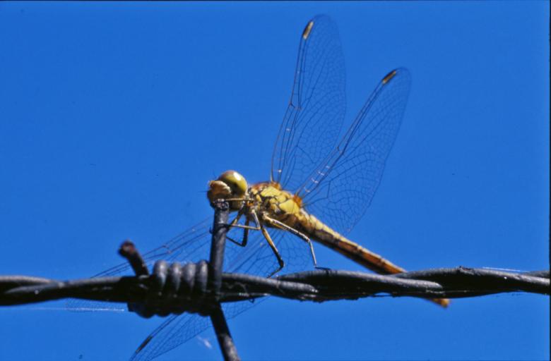 Free stock image of Dragonfly created by MUNCH PIERRE