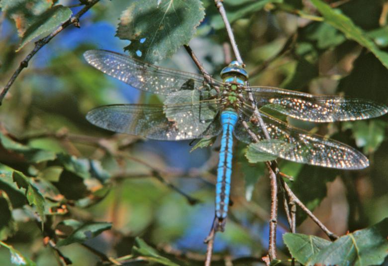 Free stock image of Blue dragonfly created by MUNCH PIERRE