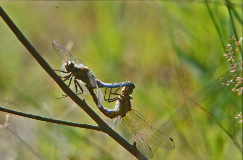Free stock image of Dragonfiles created by MUNCH PIERRE