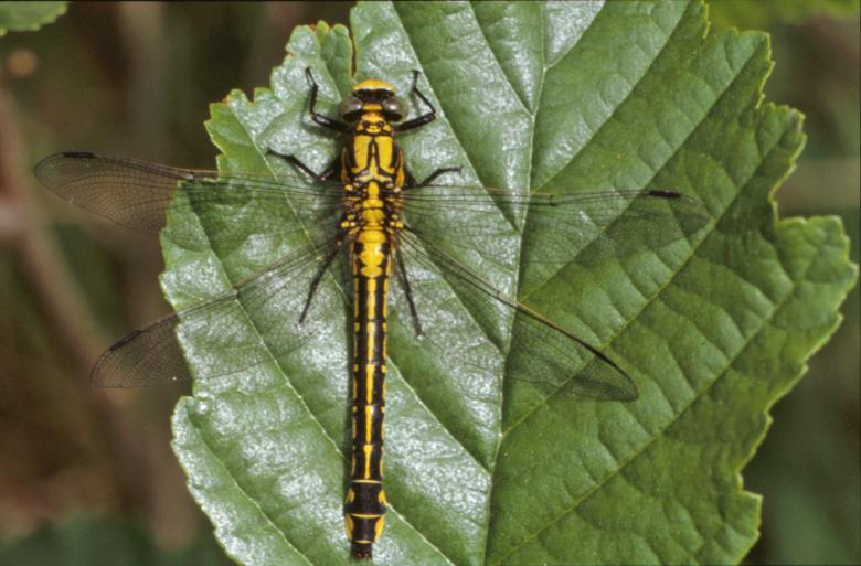 Free stock image of Yellow dragonfly created by MUNCH PIERRE