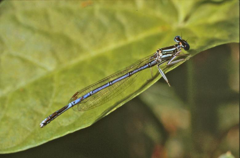 Free stock image of Blue dragonfly created by MUNCH PIERRE