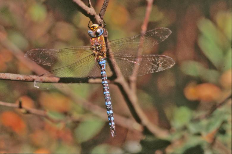Free stock image of Blue dragonfly created by MUNCH PIERRE