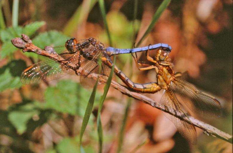 Free stock image of Dragonflies created by MUNCH PIERRE