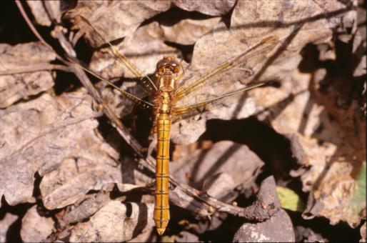 Free Stock Photo of Orange dragonfly