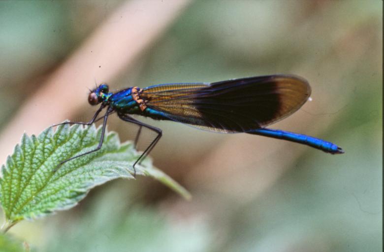 Free stock image of Blue dragonfly created by MUNCH PIERRE