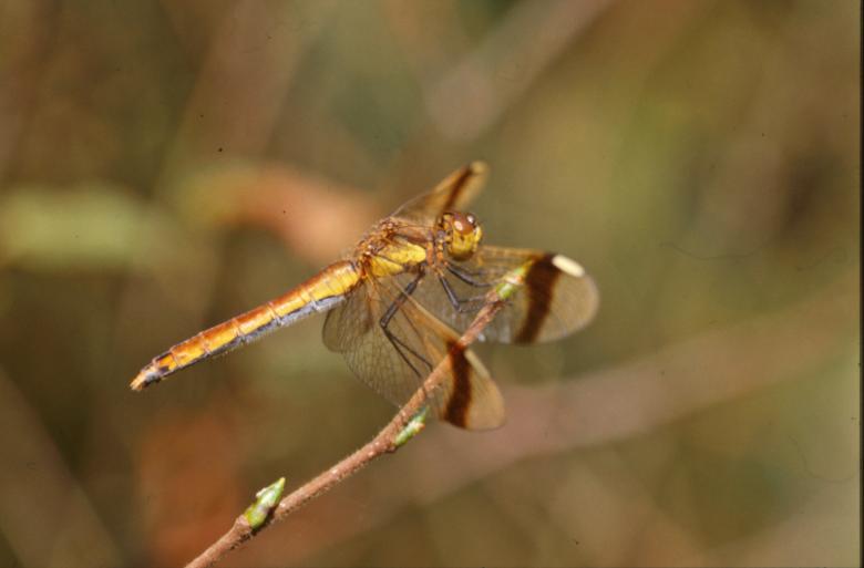 Free stock image of Yellow dragonfly created by MUNCH PIERRE