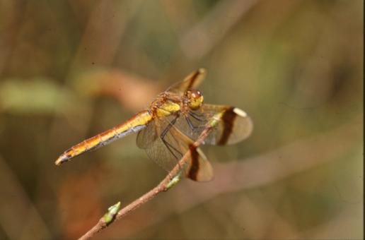 Free Stock Photo of Yellow dragonfly