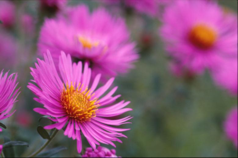 Free stock image of Pink flowers created by MUNCH PIERRE