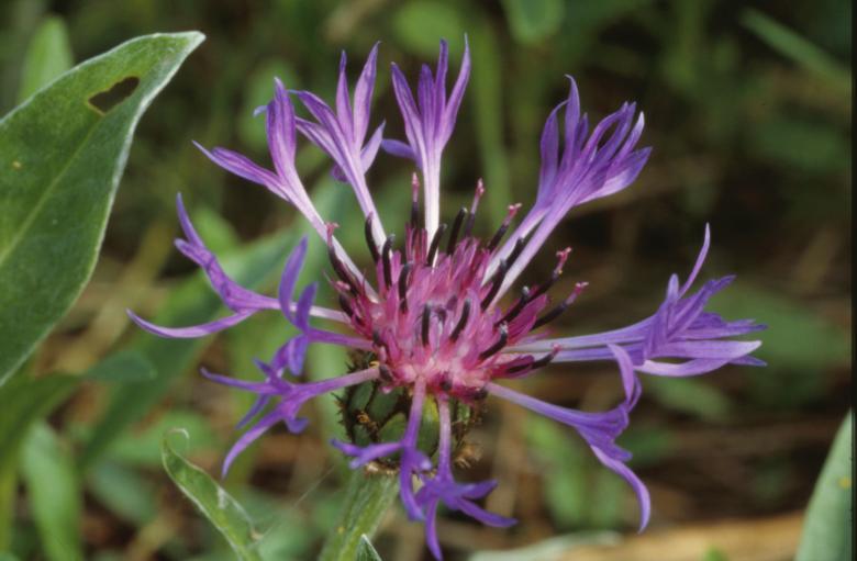Free stock image of Purple flowers created by MUNCH PIERRE