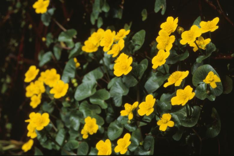 Free stock image of Yellow flowers created by MUNCH PIERRE