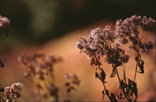 Free Stock Photo of Flowers