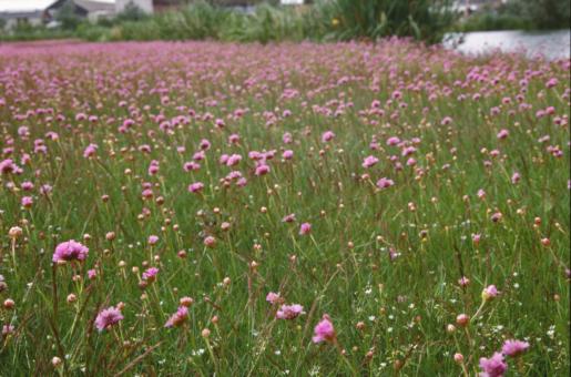 Free Stock Photo of Fields of flowers